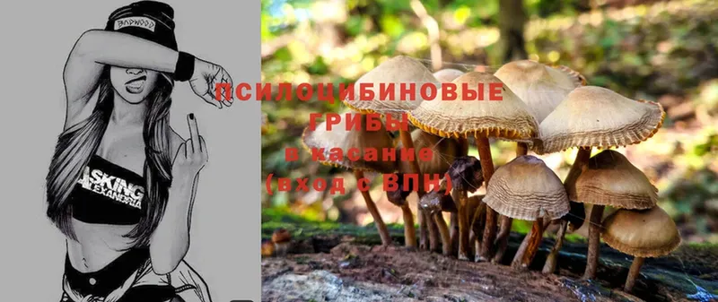 Галлюциногенные грибы Psilocybe  где можно купить наркотик  Пятигорск 